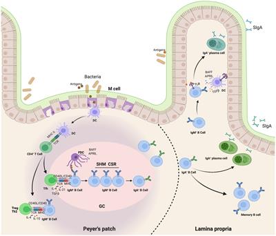 Pro- and Anti- Effects of Immunoglobulin A- Producing B Cell in Tumors and Its Triggers